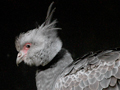 Southern Screamer